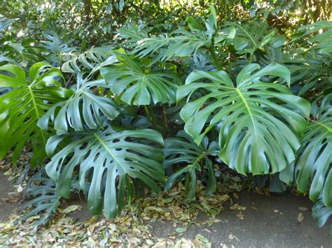 龜背葉 英文|龜背芋英文：了解Monstera deliciosa的多面魅力 – 植物盆栽綠寶典